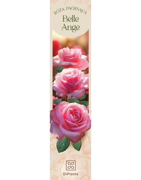 Zdjęcie: Róża pachnąca Belle Ange DIPLANTS