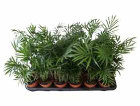 Kwiat doniczkowy Chamaedorea D9 KAMA