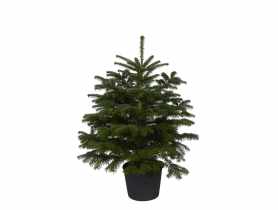 Jodła kaukaska w donicy 125-150 cm GREEN TEAM POLSKA