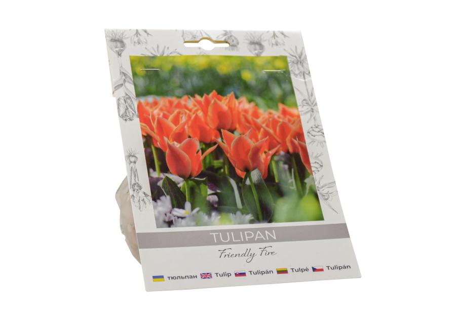 Zdjęcie: Tulipan Friendly Fire W.LEGUTKO