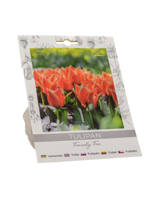 Zdjęcie: Tulipan Friendly Fire W.LEGUTKO