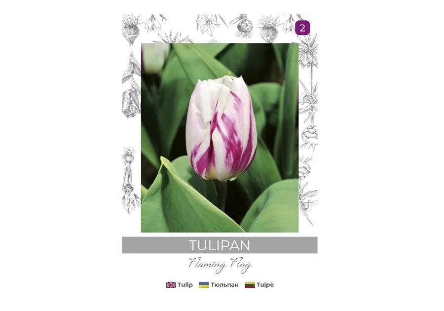 Zdjęcie: Tulipan Flaming Flag fioletowo-biały 4 sztuki W.LEGUTKO