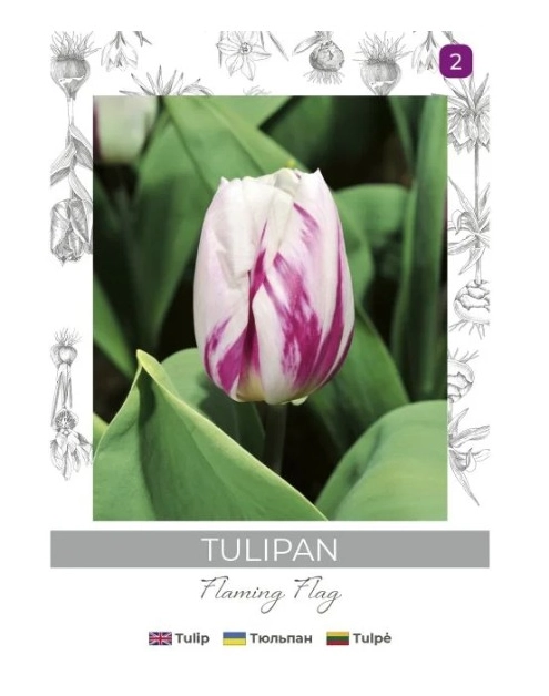 Zdjęcie: Tulipan Flaming Flag fioletowo-biały 4 sztuki W.LEGUTKO