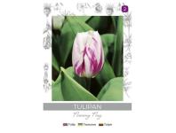 Zdjęcie: Tulipan Flaming Flag fioletowo-biały 4 sztuki W.LEGUTKO
