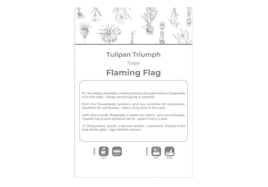 Zdjęcie: Tulipan Flaming Flag fioletowo-biały 4 sztuki W.LEGUTKO