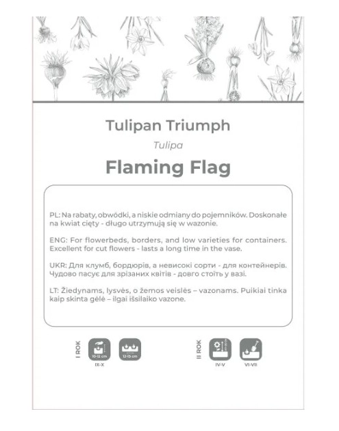 Zdjęcie: Tulipan Flaming Flag fioletowo-biały 4 sztuki W.LEGUTKO