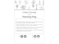 Zdjęcie: Tulipan Flaming Flag fioletowo-biały 4 sztuki W.LEGUTKO