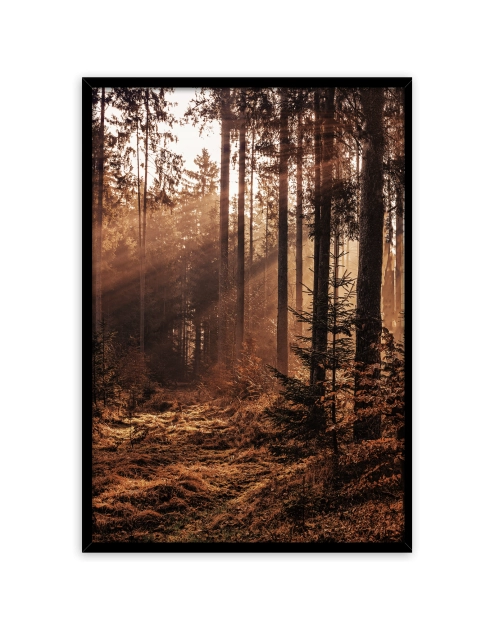 Zdjęcie: Plakat Framepic 50x70 cm Fp051 Forest STYLER