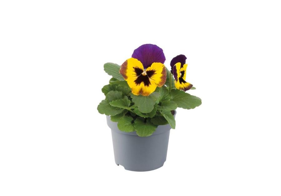 Zdjęcie: Bratek wielkokwiatowy 9 cm CYGANEK