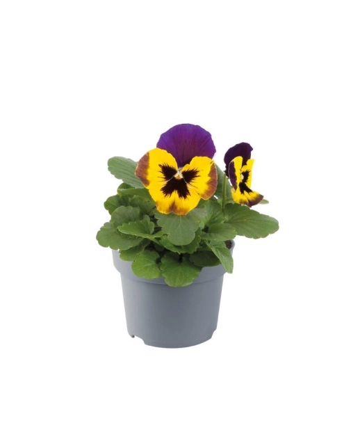 Zdjęcie: Bratek wielkokwiatowy 9 cm CYGANEK