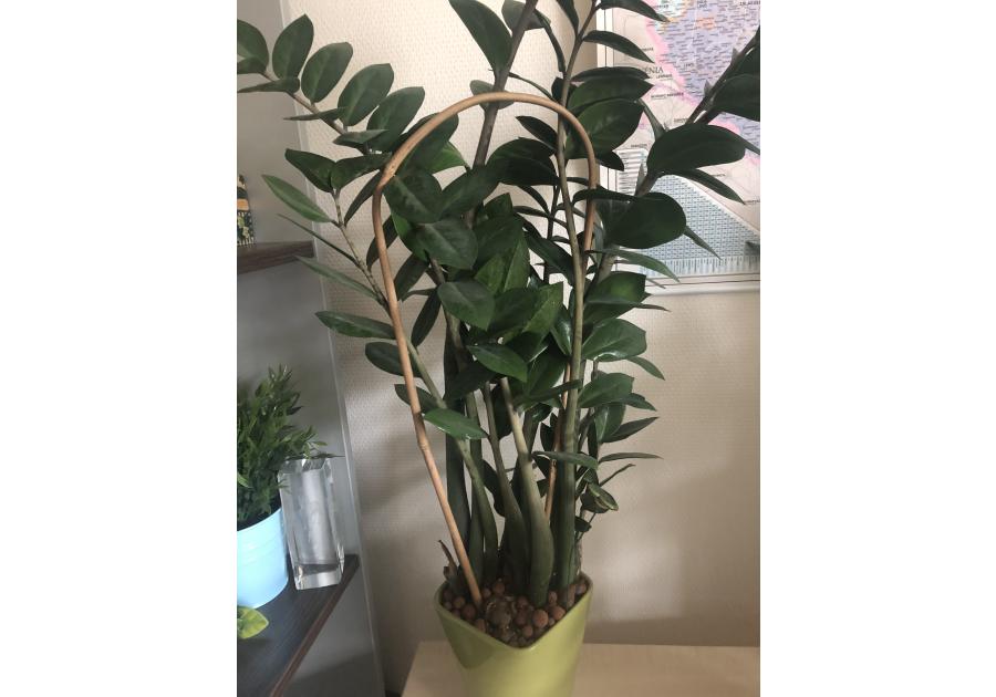 Zdjęcie: Tyczka bambusowa owalna ARC Bamboo 90 cm, naturalny, 3 sztuki NORTENE