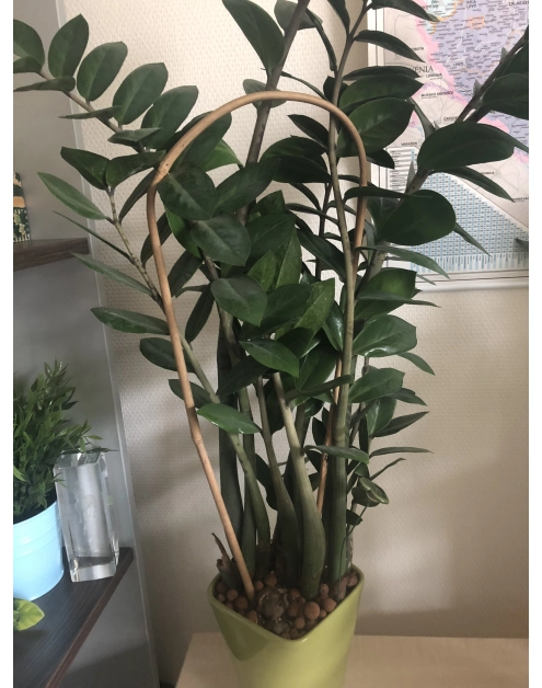 Zdjęcie: Tyczka bambusowa owalna ARC Bamboo 90 cm, naturalny, 3 sztuki NORTENE
