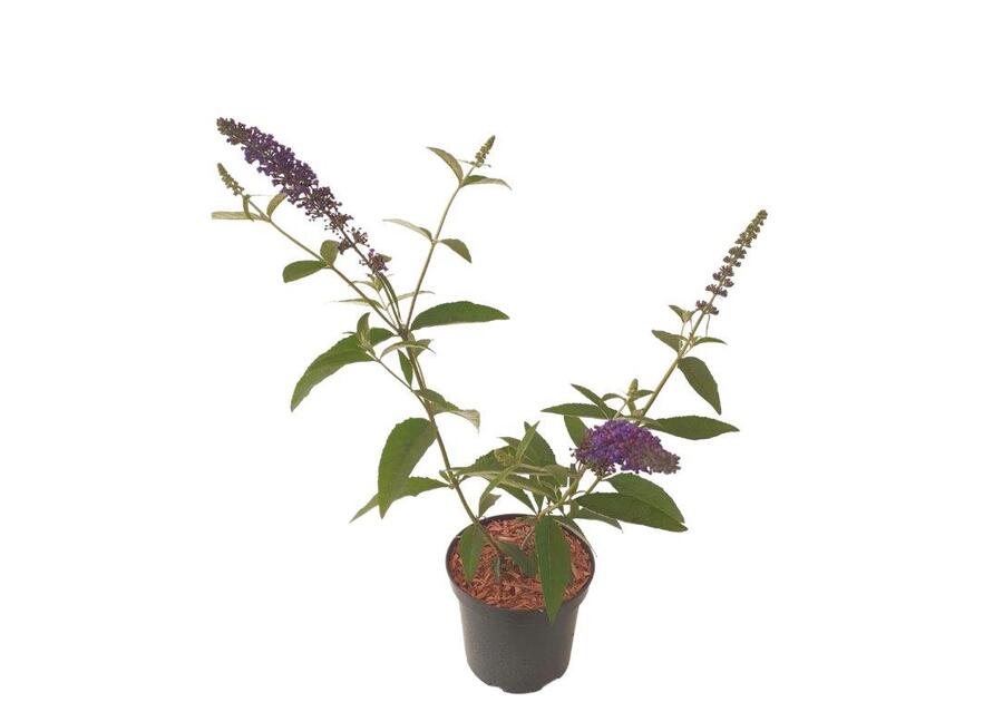 Zdjęcie: Buddleja Davidii Empire Blue ŁAZUCCY