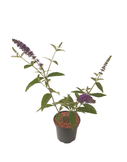 Zdjęcie: Buddleja Davidii Empire Blue ŁAZUCCY