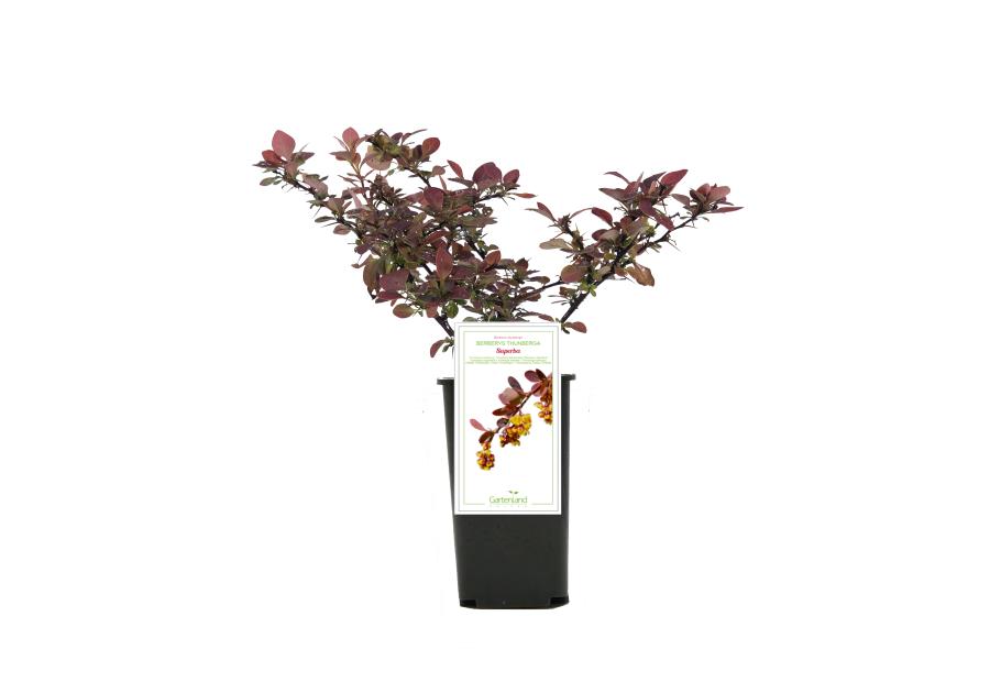 Zdjęcie: Berberys Superba C1 GARTENLAND