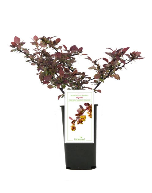 Zdjęcie: Berberys Superba C1 GARTENLAND