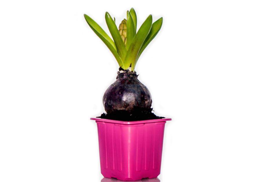 Zdjęcie: Hiacynt doniczkowy 7x7 cm CYGANEK