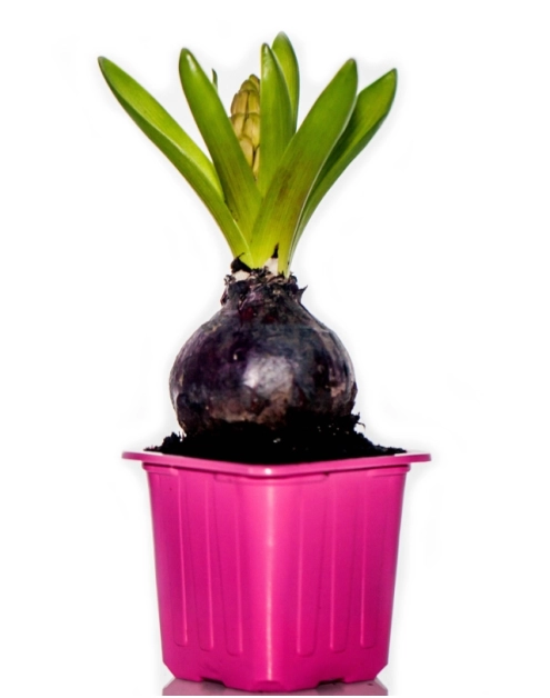 Zdjęcie: Hiacynt doniczkowy 7x7 cm CYGANEK