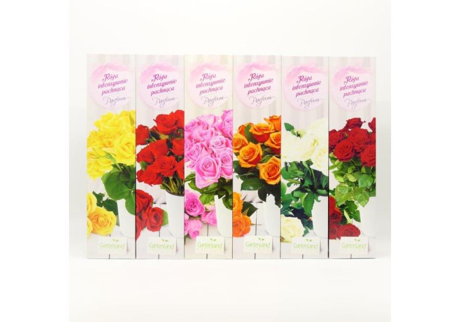 Róża pachnąca żółta GARTENLAND