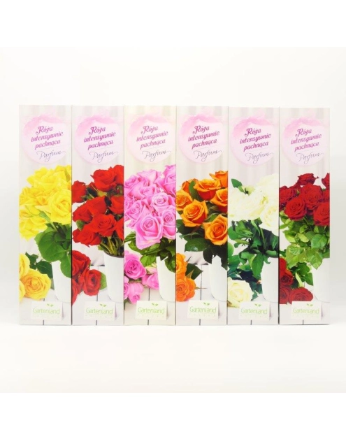 Zdjęcie: Róża pachnąca żółta GARTENLAND