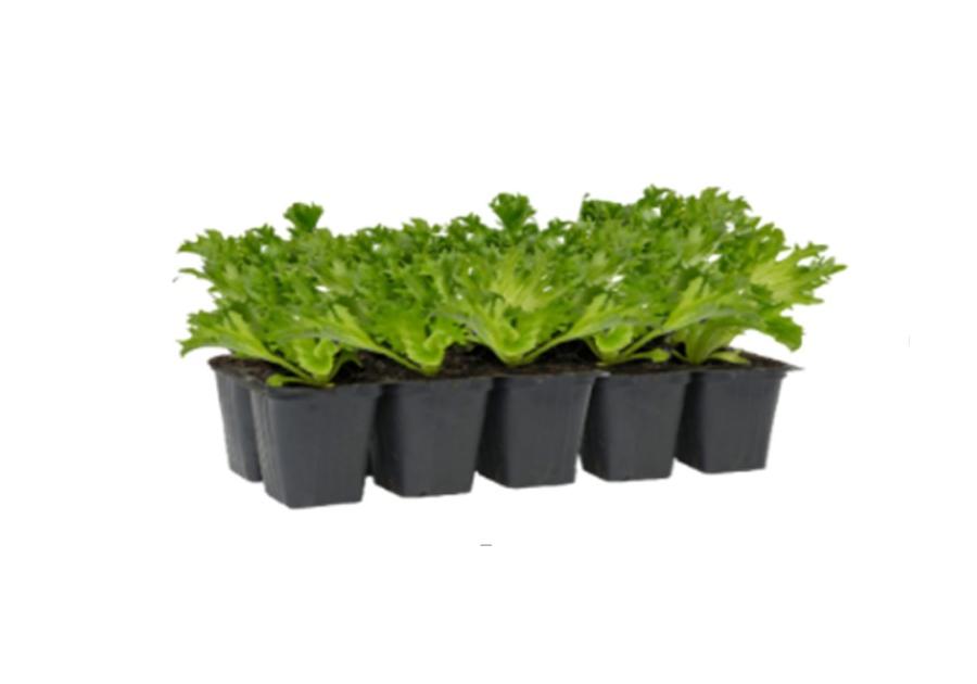 Zdjęcie: Sadzonki sałaty strzępiastej 10 szt. 4 FLOWER