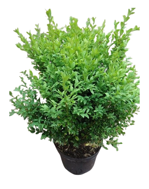 Zdjęcie: Bukszpan wieczniezielony ŁAZUCCY