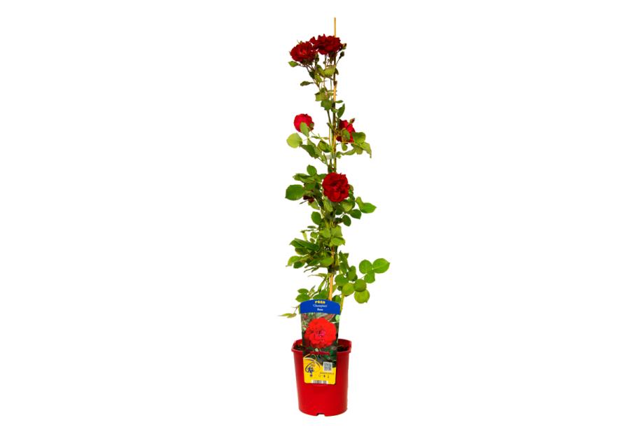 Zdjęcie: Róża kanadyjska C2 CLEMATIS