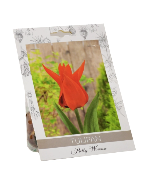 Zdjęcie: Tulipan Pretty Woman W.LEGUTKO