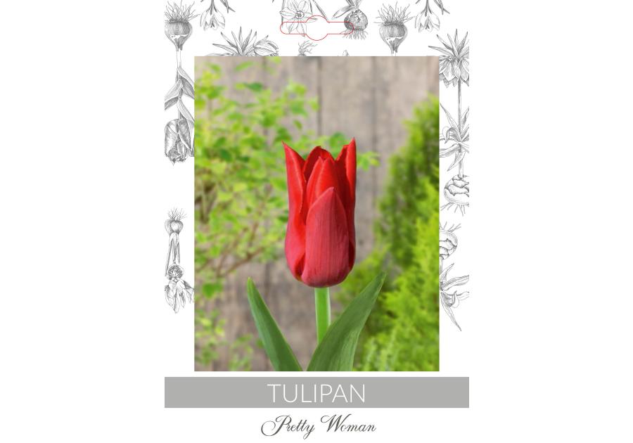 Zdjęcie: Tulipan Pretty Woman W.LEGUTKO