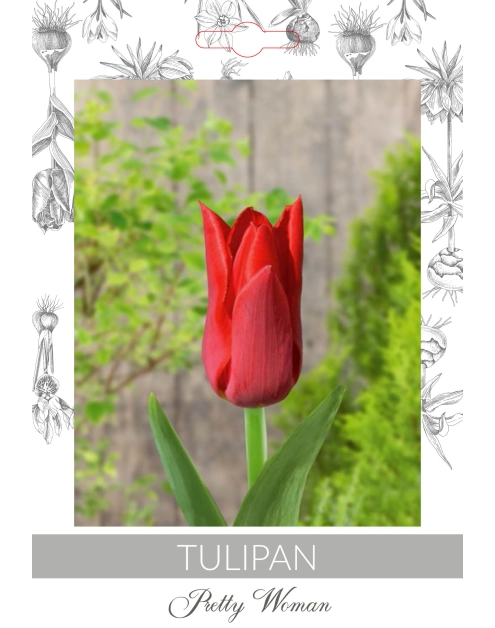 Zdjęcie: Tulipan Pretty Woman W.LEGUTKO