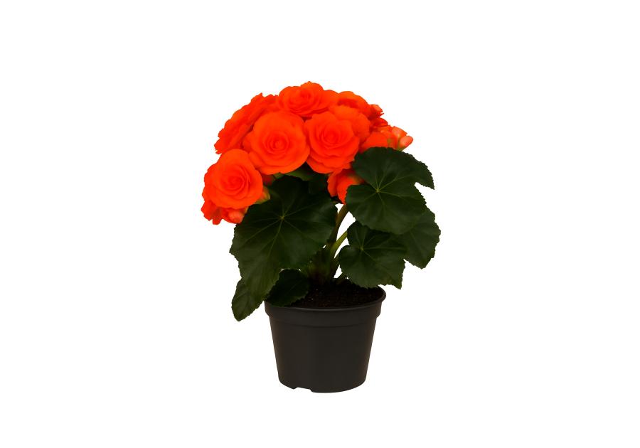 Zdjęcie: Kwiat doniczkowy Begonia KAMA