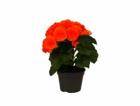 Kwiat doniczkowy Begonia KAMA