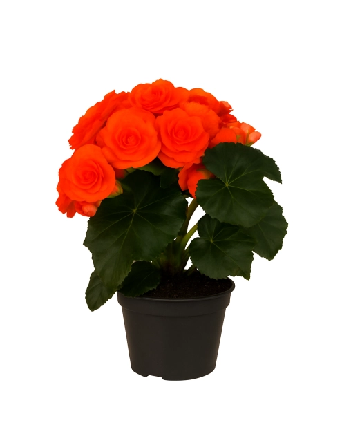 Zdjęcie: Kwiat doniczkowy Begonia KAMA