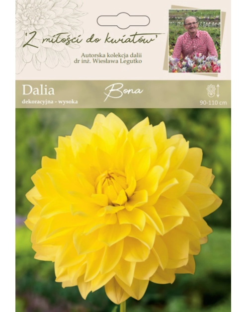 Zdjęcie: Dalia ogrodowa Bona kolekcja dalii W.LEGUTKO