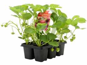 Truskawka Polka GARTENLAND