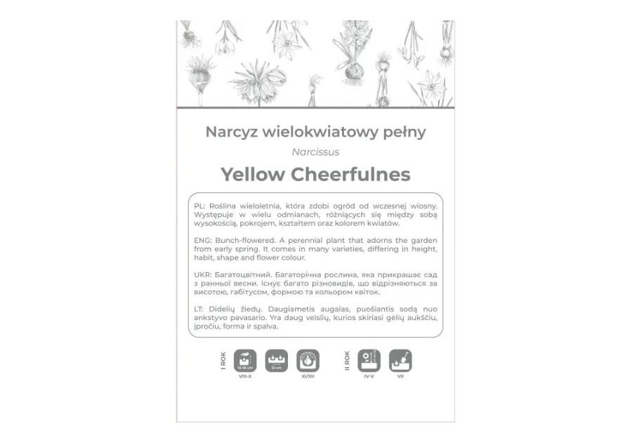 Zdjęcie: Narcyz Yellow Cheerfulness żółty 3 sztuki W.LEGUTKO