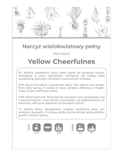 Zdjęcie: Narcyz Yellow Cheerfulness żółty 3 sztuki W.LEGUTKO