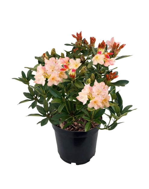 Zdjęcie: Różanecznik Scyphocalyx ŁAZUCCY