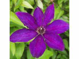 Clematis The President WĘDROWSCY