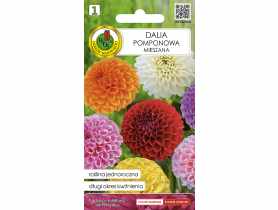 Dalia pomponowa mieszana 0,3 g PNOS