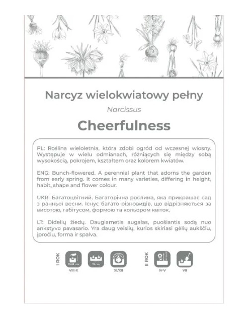 Zdjęcie: Narcyz Cheerfulness biały 3 sztuki W.LEGUTKO