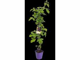 Jeżyna bezkolcowa C2 CLEMATIS