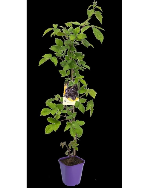 Zdjęcie: Jeżyna bezkolcowa C2 CLEMATIS