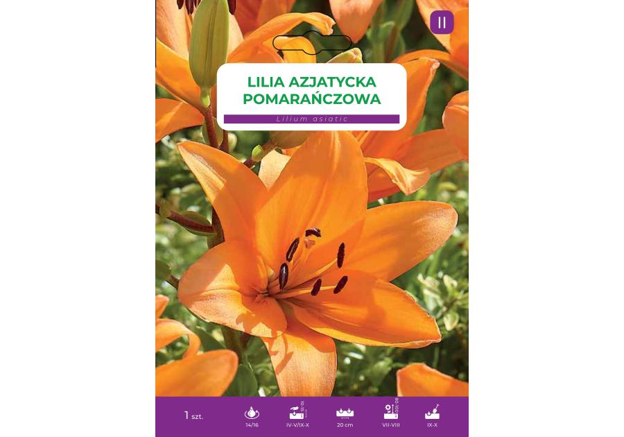 Zdjęcie: Lilia Orange LEGUTKO