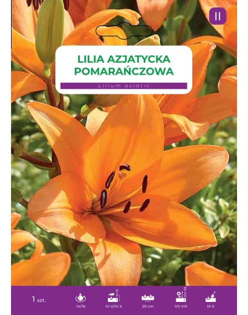 Zdjęcie: Lilia Orange LEGUTKO