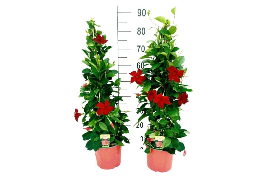 Zdjęcie: Kwiat doniczkowy Mandevilla Bush KAMA