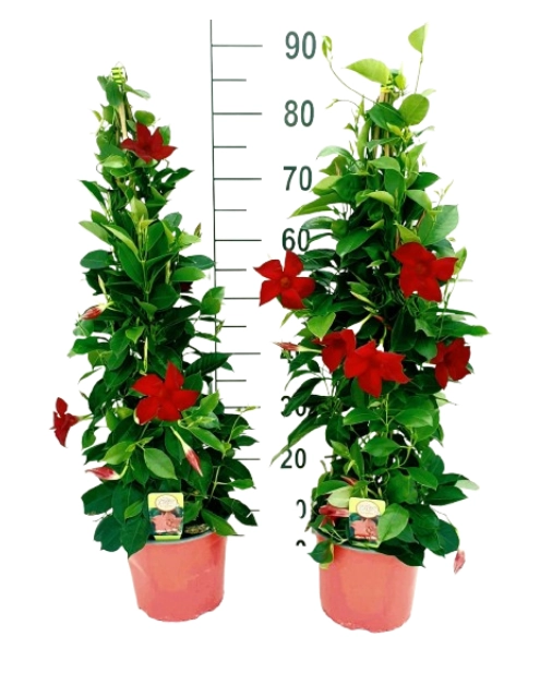 Zdjęcie: Kwiat doniczkowy Mandevilla Bush KAMA