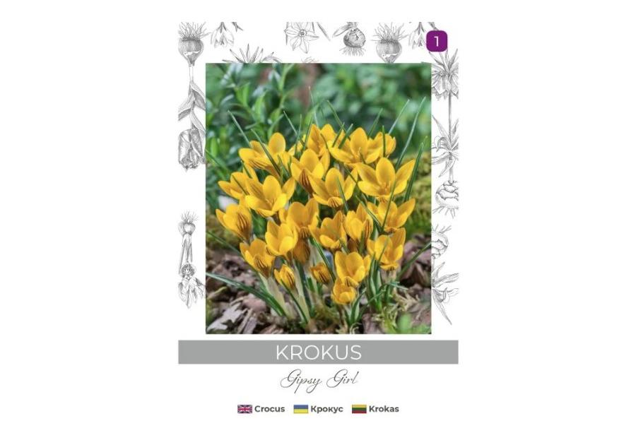 Zdjęcie: Krokus Gipsy Girl żółto-brązowy 5 sztuk W.LEGUTKO