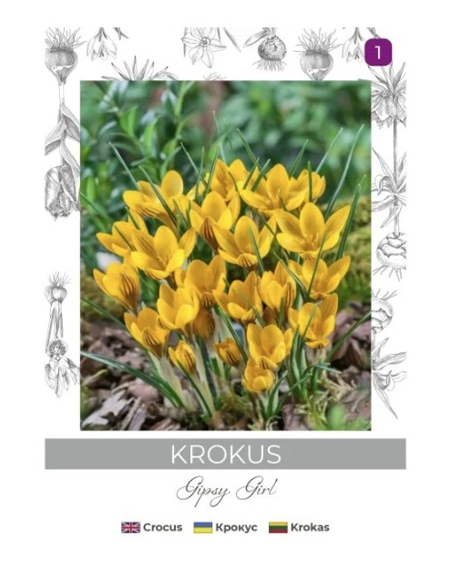Zdjęcie: Krokus Gipsy Girl żółto-brązowy 5 sztuk W.LEGUTKO