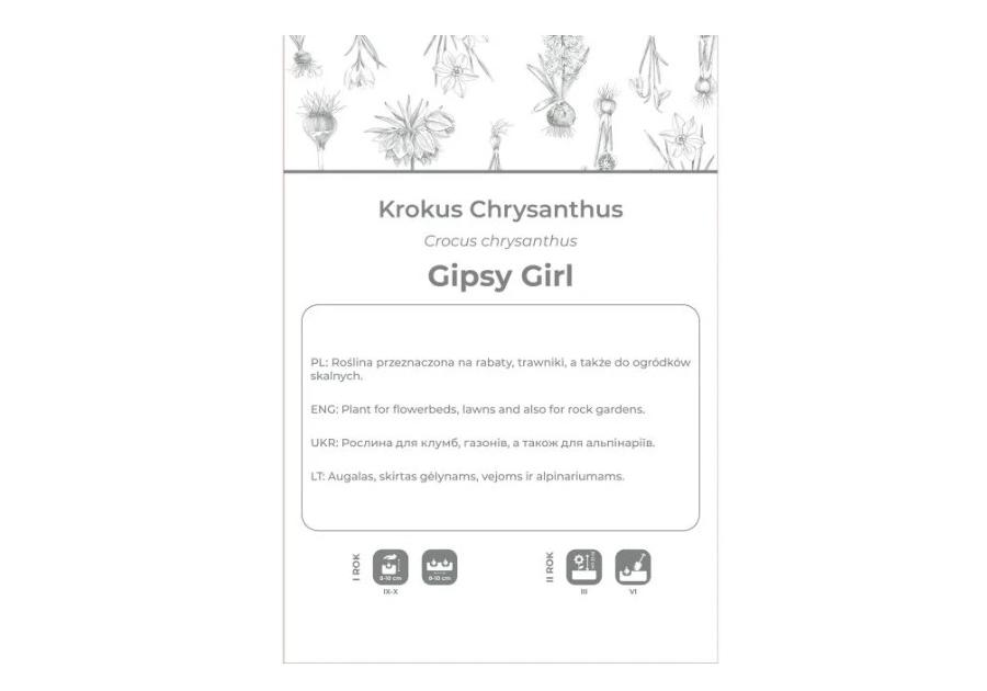 Zdjęcie: Krokus Gipsy Girl żółto-brązowy 5 sztuk W.LEGUTKO